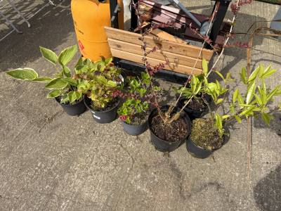 6 X MIXED SHRUBS
