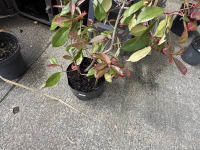 PHOTINIA TREE