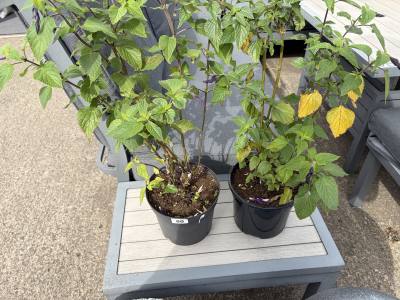 PAIR OF POTTED PLANTS