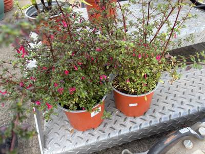 PAIR OF POTTED PLANTS