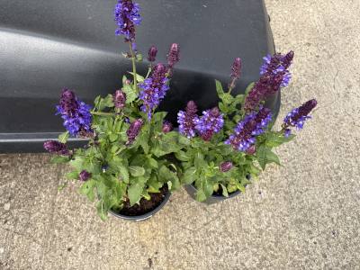 PAIR OF SALVIA PLANTS