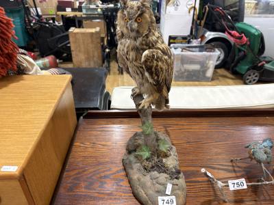 SHORT EARED OWL