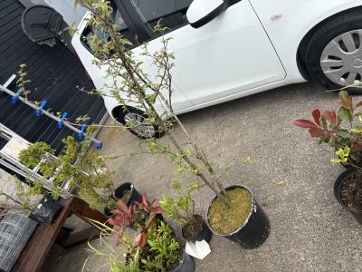 COTONEASTER PLANT 