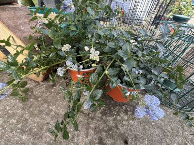 2 X POTTED PLANTS
