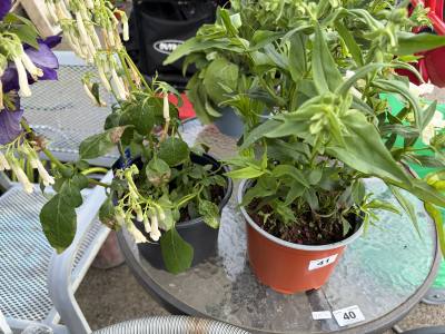 PAIR OF POTTED PLANTS