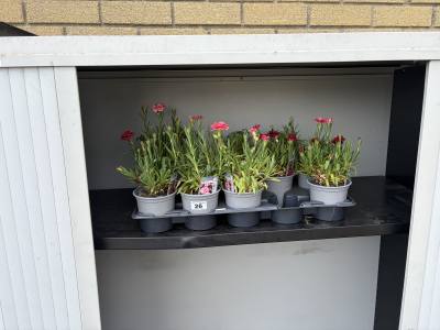 TRAY OF POTTED PLANTS