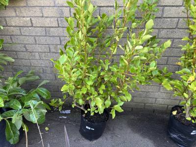 GRISELINIA SHRUB
