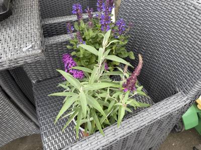 PAIR OF POTTED PLANTS