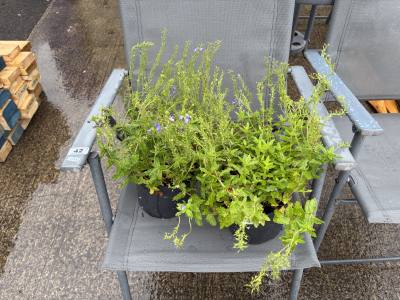 PAIR OF BLUE HYSSOP PLANTS 