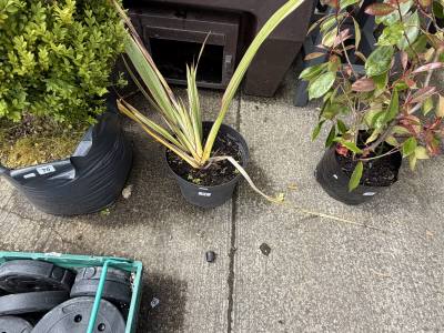 PHORMIUM PLANT