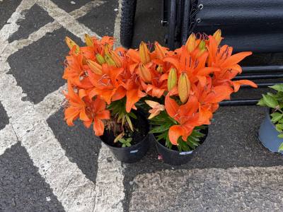 PAIR OF ORANGE LILIES 