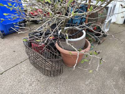 METAL HANGING BASKETS + PLANTERS + PLANT