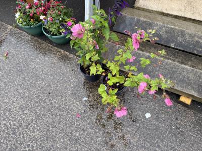PAIR OF TREE MALLOW PLANTS