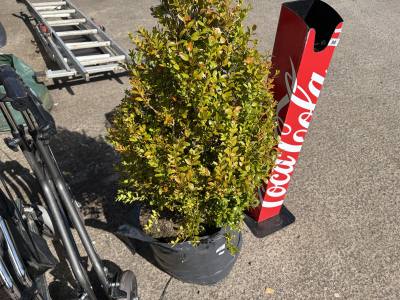 CLIP BOX TREE