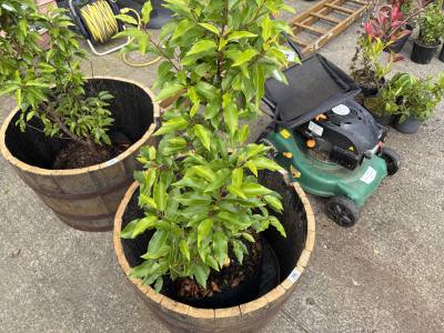 PORTUGUESE LAUREL