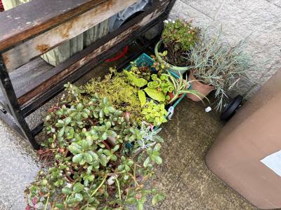 LOT OF PLANTS