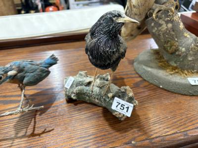 STUFFED STARLING