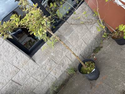 WEIGELA TREE