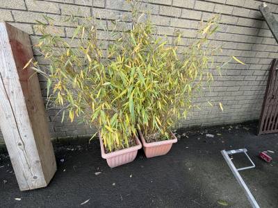 2 X BAMBOO PLANTS