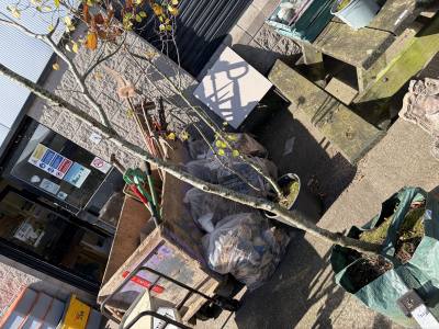 COPPER BEECH TREE