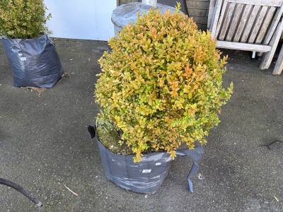 CLIP BOX TREE