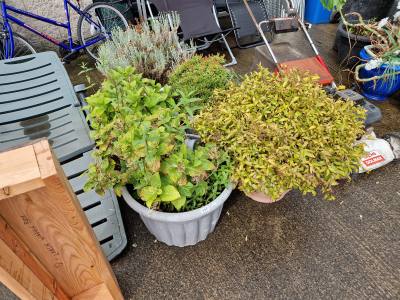 LOT OF LARGE GARDEN PLANTS IN POTS