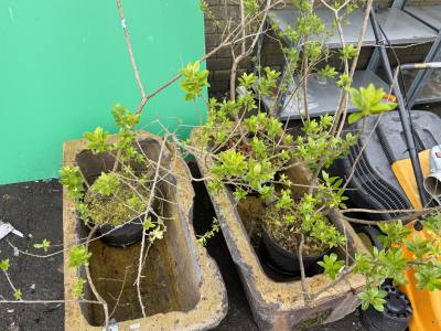 3 X ESCALLONIA TREES