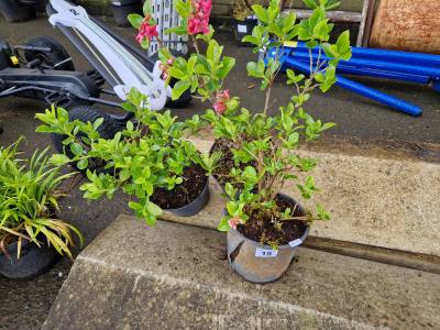 3 X ESCALLONIA PLANTS IN POTS