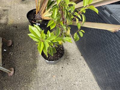 PORTUGUESE LAUREL