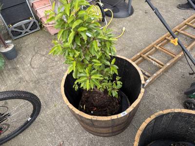 PORTUGUESE LAUREL