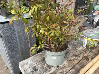 PIERIS PLANT