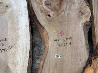 DRIED BEECH (240CM)