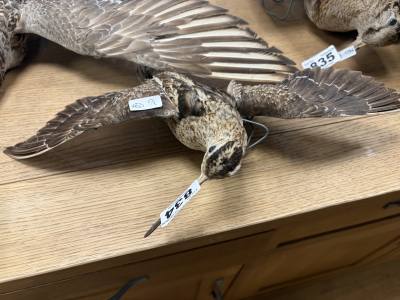 STUFFED COCK PINTAIL