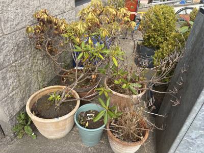 5 X PLANT POTS + PLANTS
