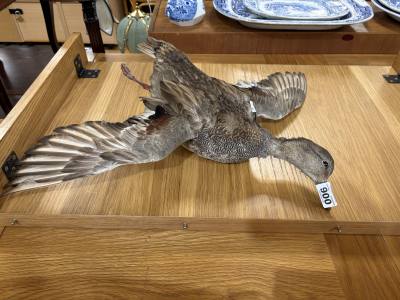 STUFFED WIDGEON DUCK