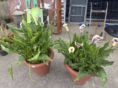 2 X CALLA LILY PLANTS 