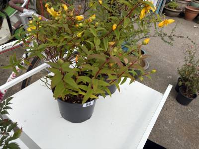PAIR OF POTTED PLANTS
