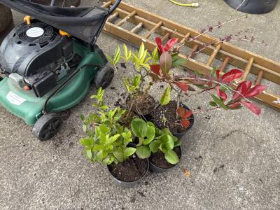 5 X MIXED SHRUBS