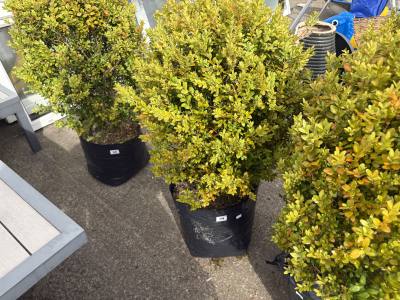 CLIP BOX TREE