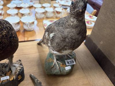 STUFFED BIRD