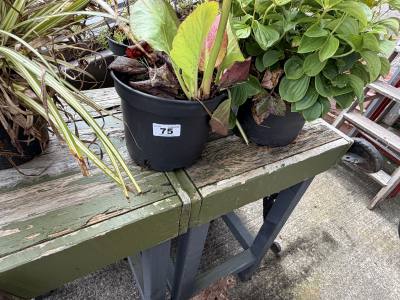 5 X MIXED SHRUBS