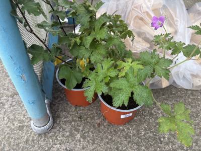 2 X POTTED PLANTS