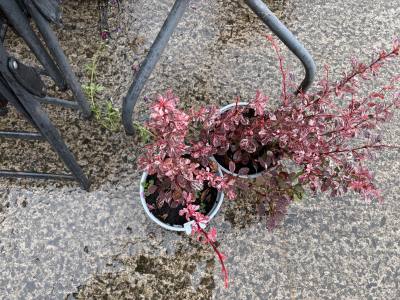 PAIR OF JAPANESE BARBERRY PLANTS