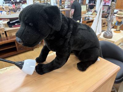 CUDDLY LABRADOR