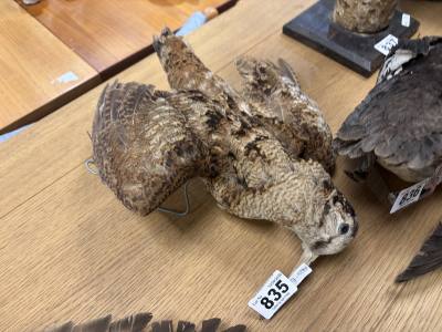 STUFFED WOODCOCK