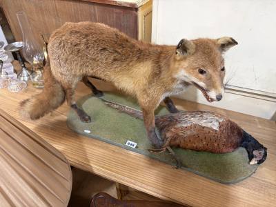 STUFFED FOX + PHEASANT