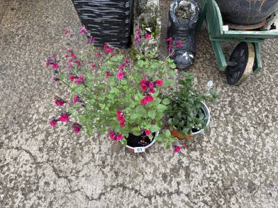 PAIR OF POTTED PLANTS
