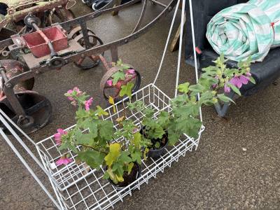 PAIR OF POTTED PLANTS