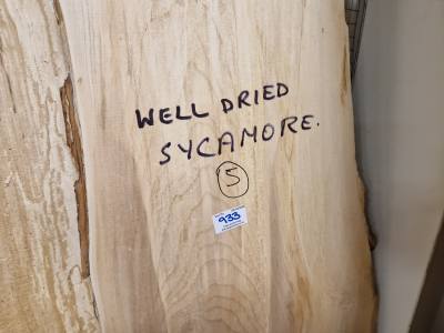 DRIED SYCAMORE (198CM)
