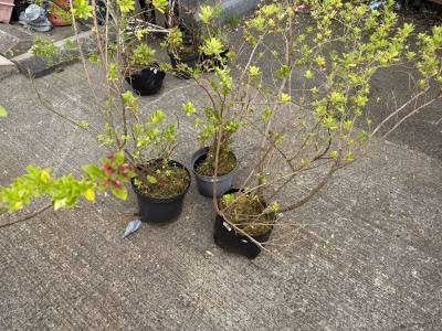 2 LARGE ESCALONIA   + ASELEA  